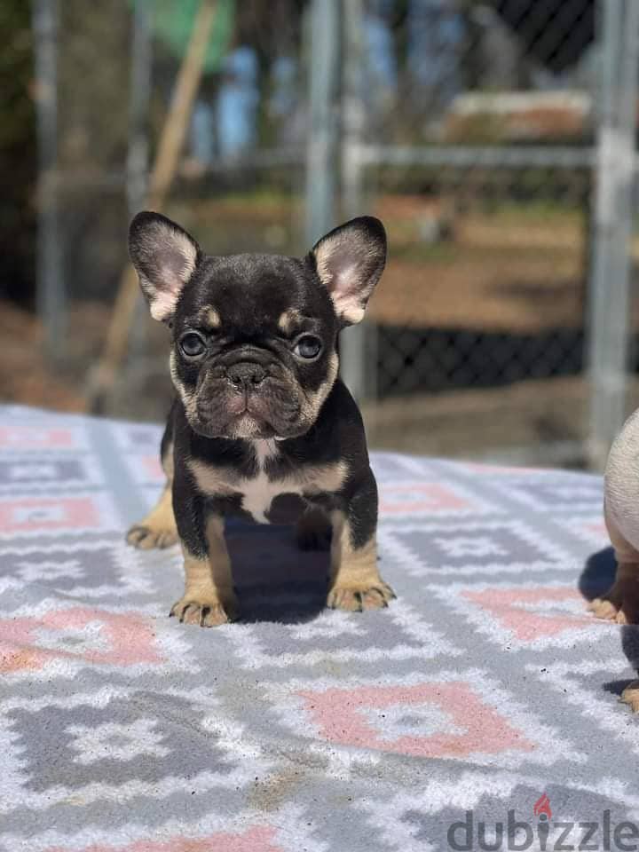 French bulldog puppies available 3