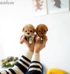 Purebred Poodle puppy . WHATSAPP. +1 (484) 718‑9164‬ 0