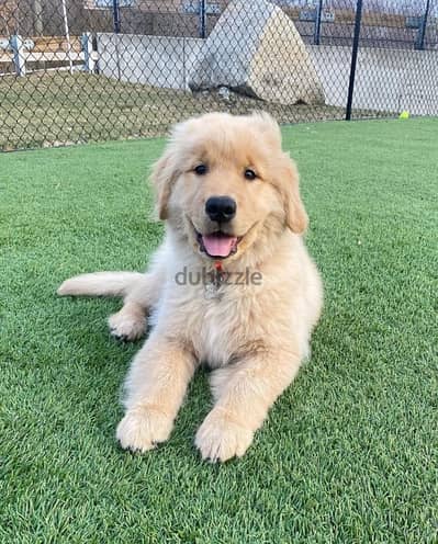 Female Golden retriever.