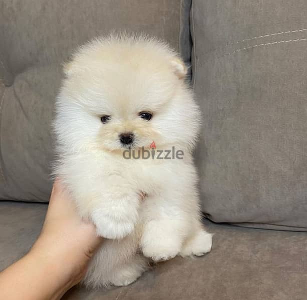 Pomer,anian puppy for sale. WHATSAPP. +1 (484) 718‑9164‬ 1