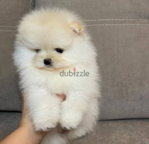 Pomer,anian puppy for sale 2