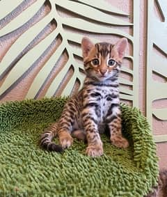 Purebred  Bengal for sale