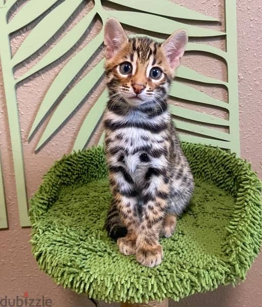 Purebred  Bengal for sale 1