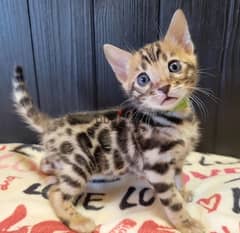 Excellent Bengal for sale 0