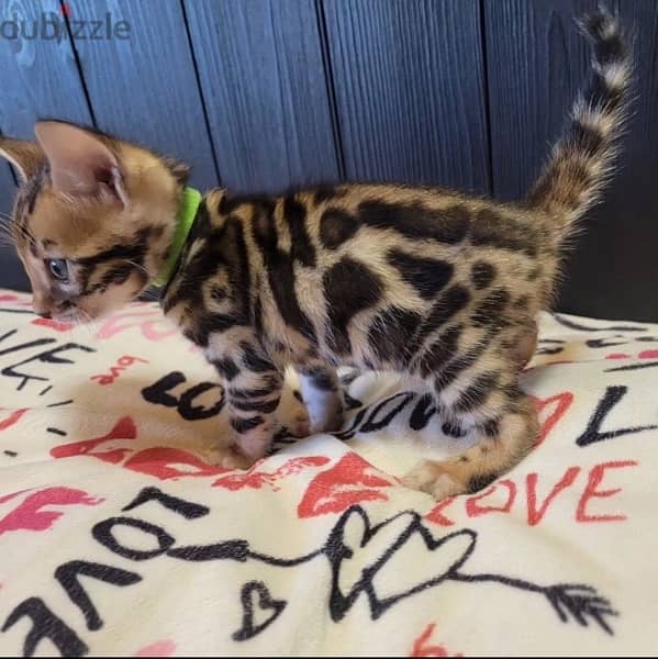 Excellent Bengal for sale 1