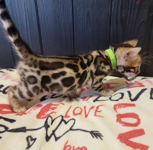 Excellent Bengal for sale 2