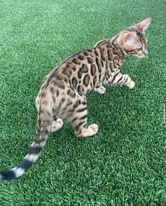 Bengal for sale 0
