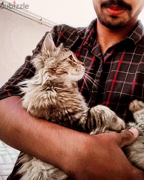 Persian cat (china) 1
