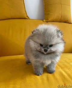 Pure male Pomer,anian for sale 0