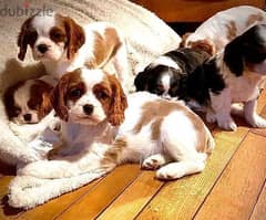Whatsapp me (+972 55339 0294) King Charles Spaniel Puppies