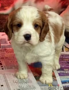 Whatsapp me (+972 55339 0294) Cavalier King Charles Spaniel Puppies 0