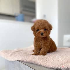 Poodle  puppies