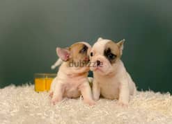 French Bulldog puppies 0