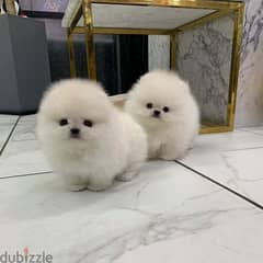 Lovely Pomen_ereian puppies