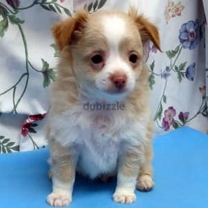 Whatsapp me (+966 57867 9674) Chihuahua Puppies 1