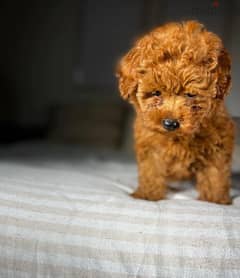 Toy Poodle Puppy 0