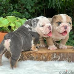 English bulldog puppies