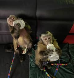 Capuchin Monkey// Whatsapp +971 55254 3679