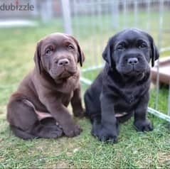 Labrador puppies// Whatsapp +971 552543679 0