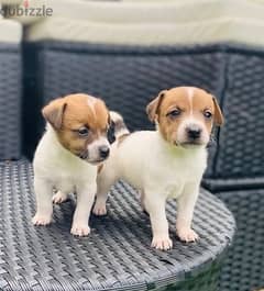 Whatsapp me (+966 57867 9674) Jack Russell Puppies 0