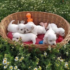 Maltese Puppies For Sale 0