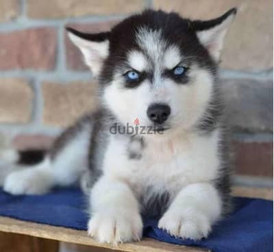 Siberian Husky Puppies for sale