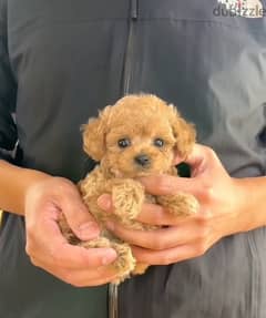 Tcup Poo,dle puppy for sale 0