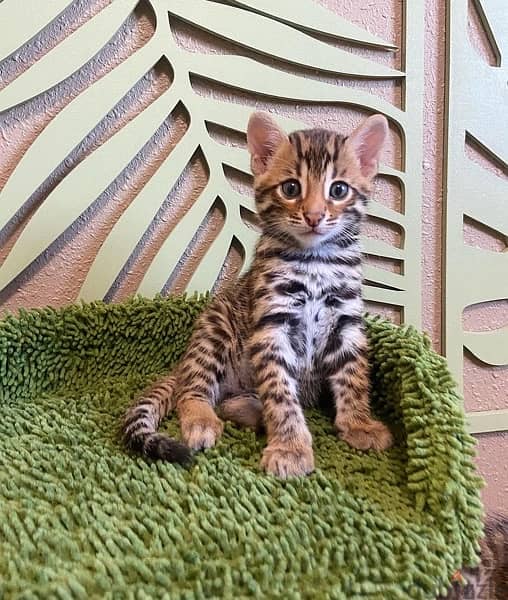 Bengal for sale . . WHATSAPP :‪ +1 (909),315‑3853‬ 1