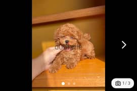 Toy poodle puppies whatApp only +971568830304