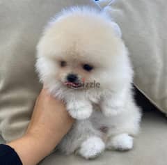 Trained Female Pom for sale