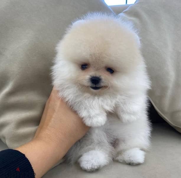 Trained Female Pom for sale 1
