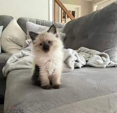 Trained Ragdoll for sale