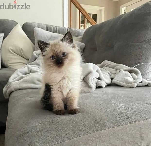 Trained Ragdoll for sale 1