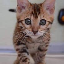 Beautiful bengal Kittens 1