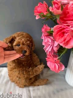 Male and female  toy poodle