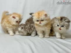 kittens persan 0