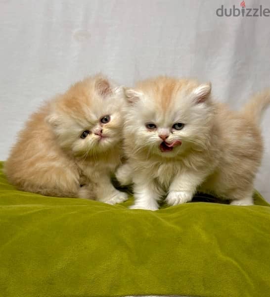 kittens persan 1