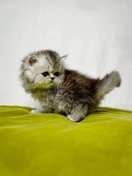 kittens persan 2