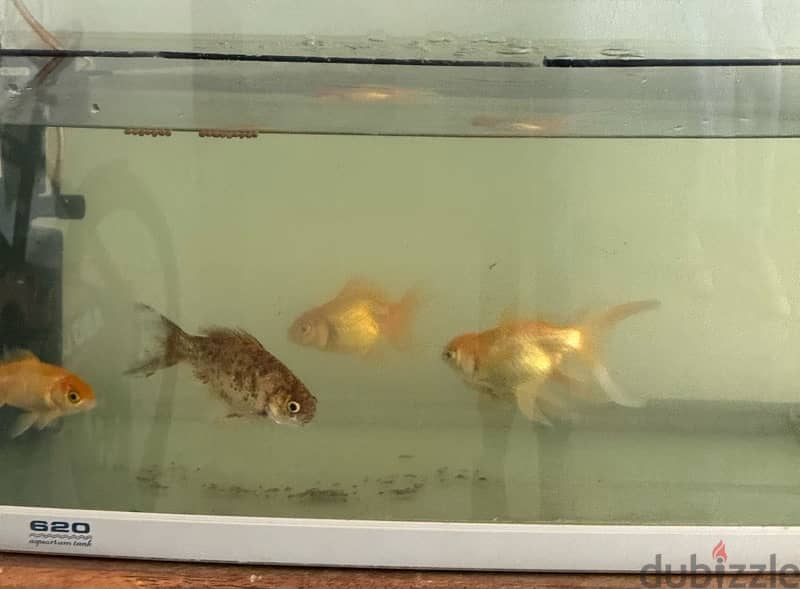 gold fish sale 0