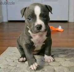 Pitbull puppies \\ whatsapp +971 55 254 3679