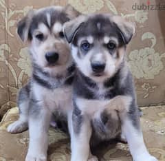 husky puppies male and female