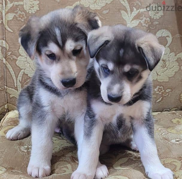 husky puppies male and female 1