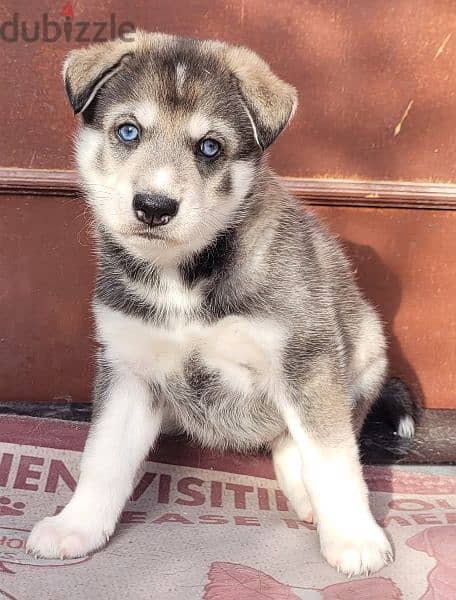 husky puppies male and female 4