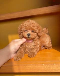 Toy poodle puppies whatApp +971568830304 0