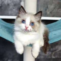 Ragdoll kittens available WhatApp+971568830304