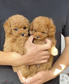 poodle puppies ready