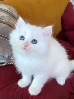 Persian kitten WhatsApp +971568830304 0