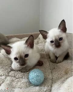 Whatsapp me (+372 5817 6491) Siamese kittens