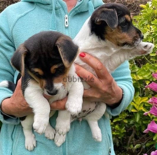 Whatsapp me (+966 57867 9674) Jack Russell Puppies 1