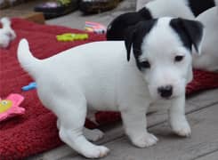 Whatsapp me (+966 57867 9674) Jack Russell Puppies
